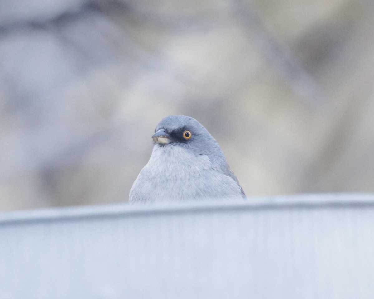 Yellow-eyed Junco - ML628922099