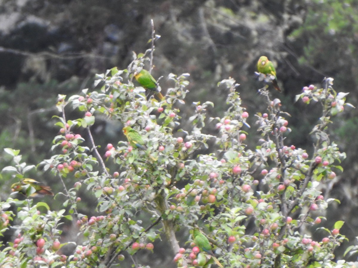 Sulphur-winged Parakeet - ML628922154