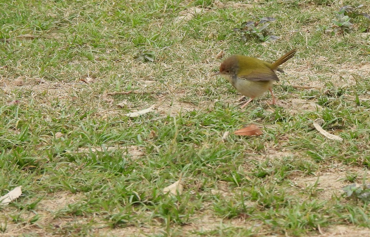 Common Tailorbird - ML628922315