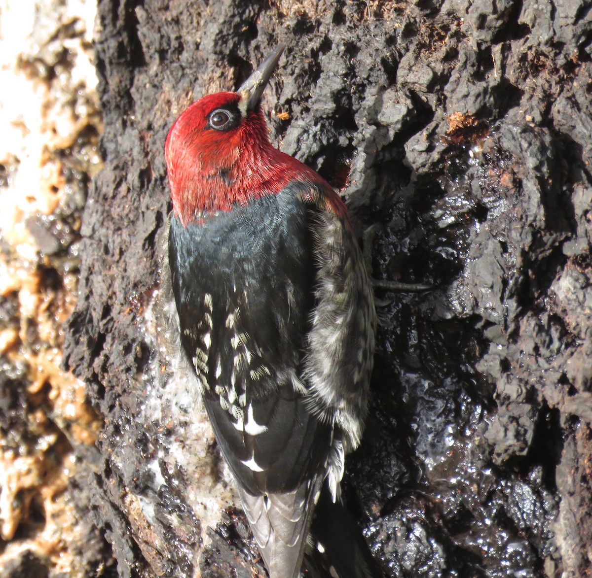 Red-breasted Sapsucker - ML628922752