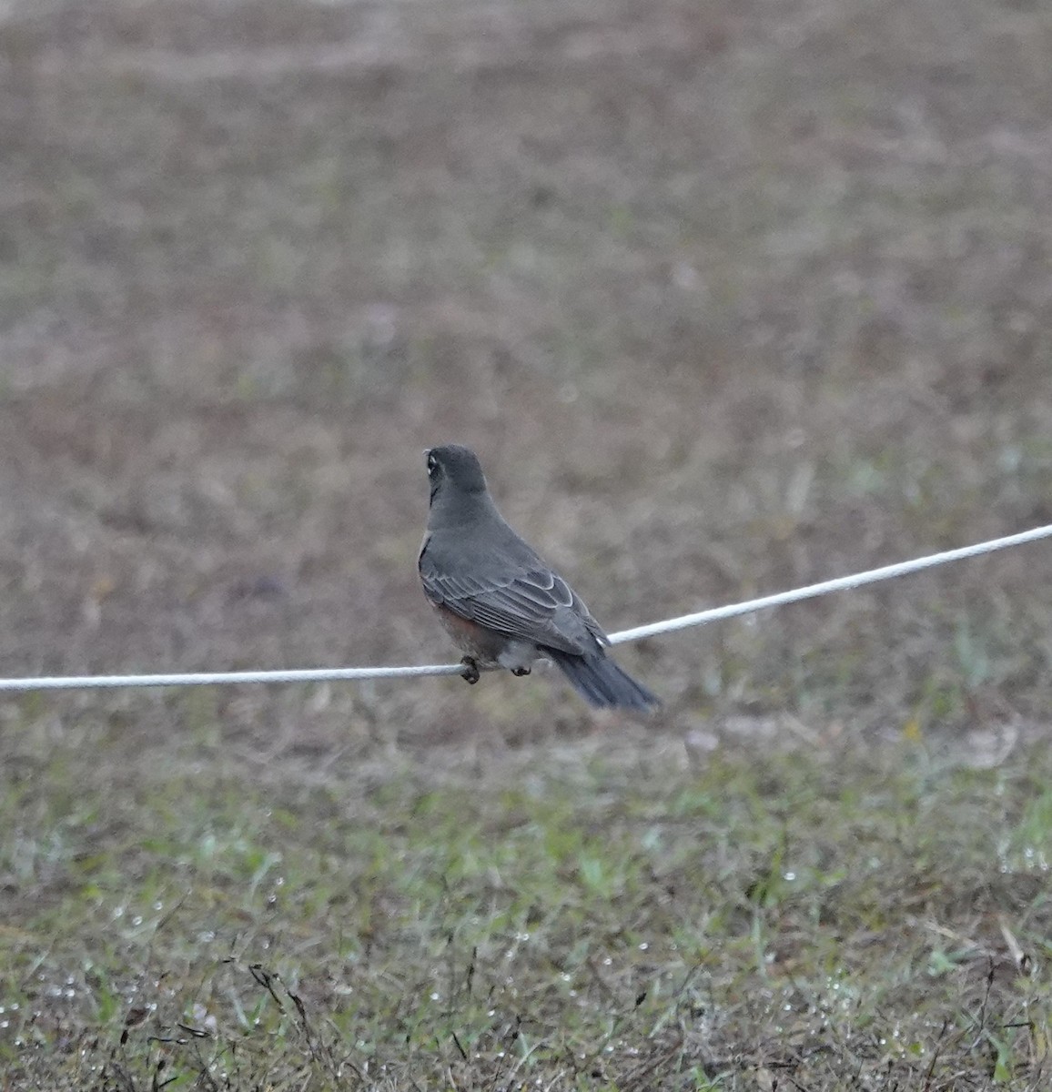 American Robin - ML628922759