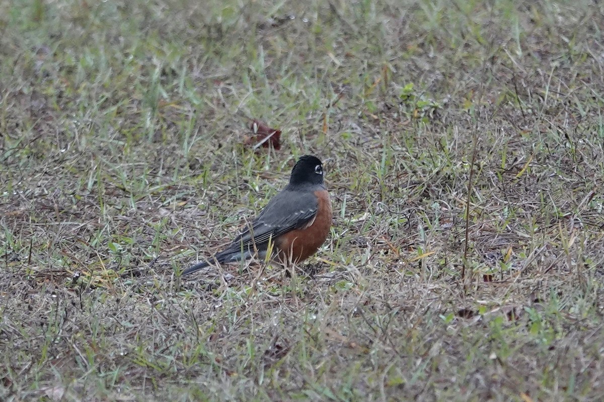 American Robin - ML628922838