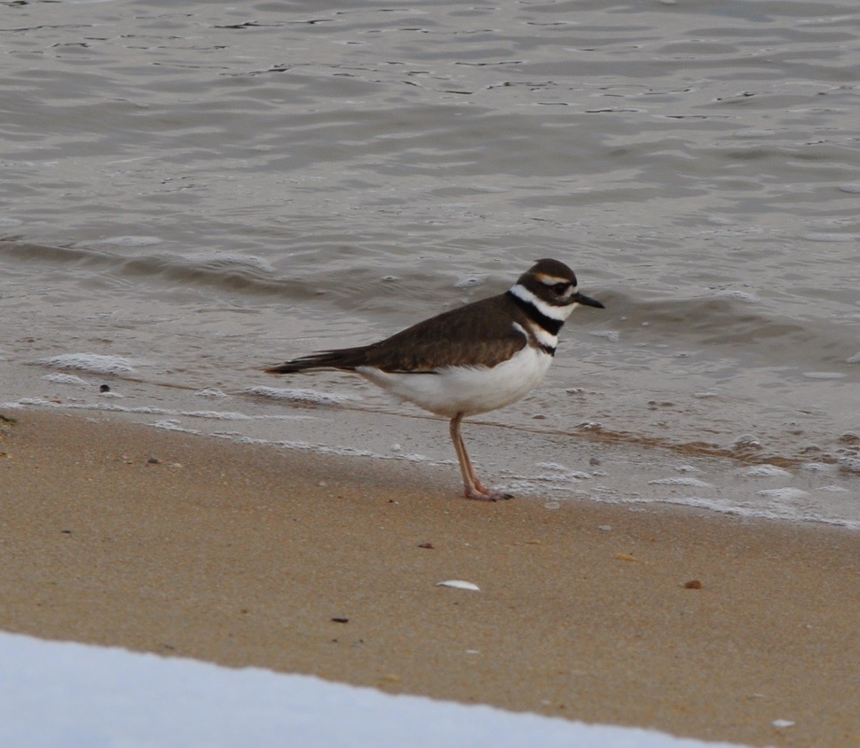 Killdeer - ML628922903