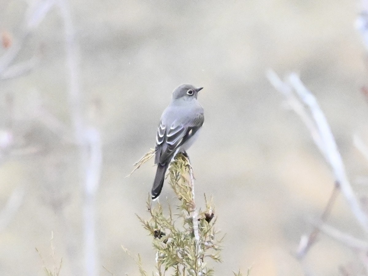 Townsend's Solitaire - ML628922930