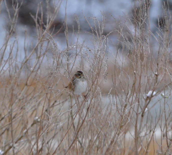 Swamp Sparrow - ML628923010