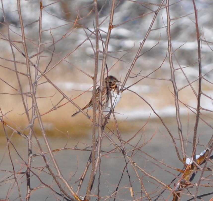 Song Sparrow - ML628923314