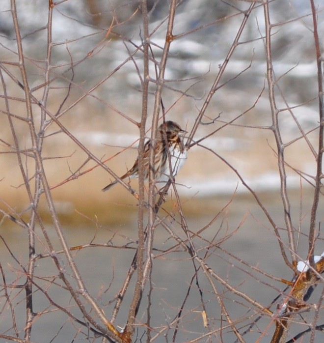 Song Sparrow - ML628923315