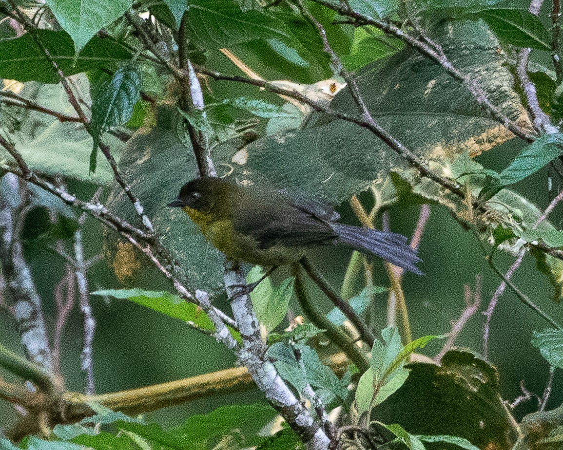 Dusky-headed Brushfinch - ML628923378