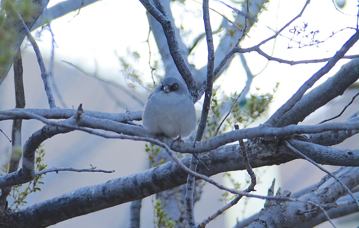 Yellow-eyed Junco - ML628923423