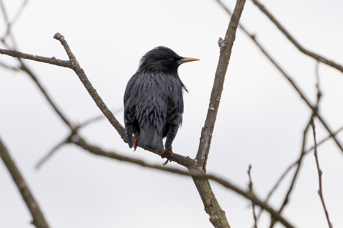 Spotless Starling - ML628923425
