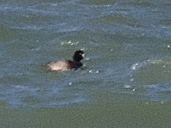 Greater Scaup - ML628923581