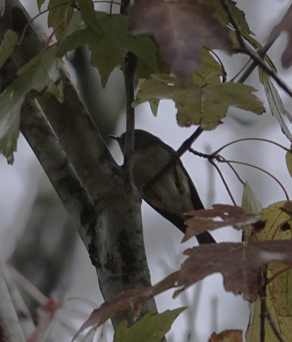 Blue-gray Gnatcatcher - ML628923643