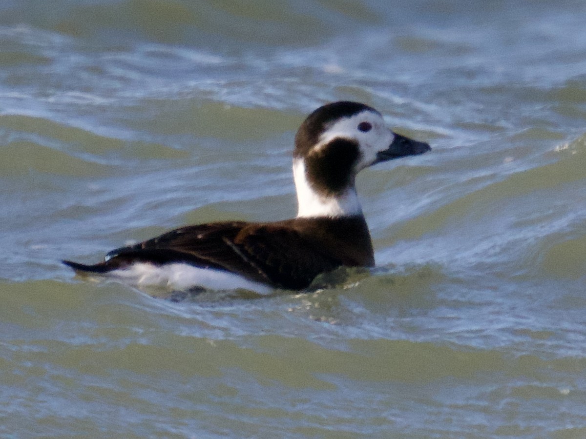 Long-tailed Duck - ML628923659
