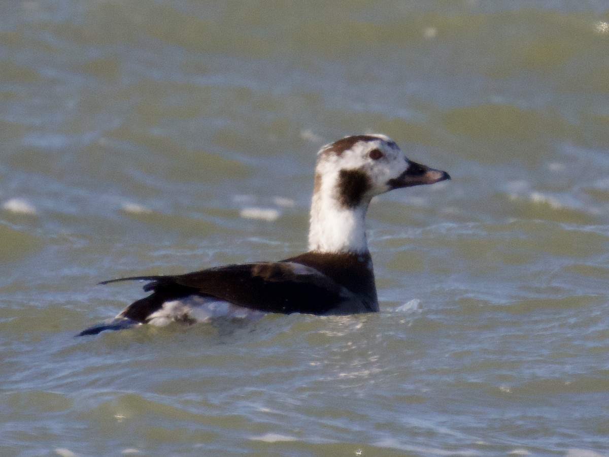 Long-tailed Duck - ML628923660