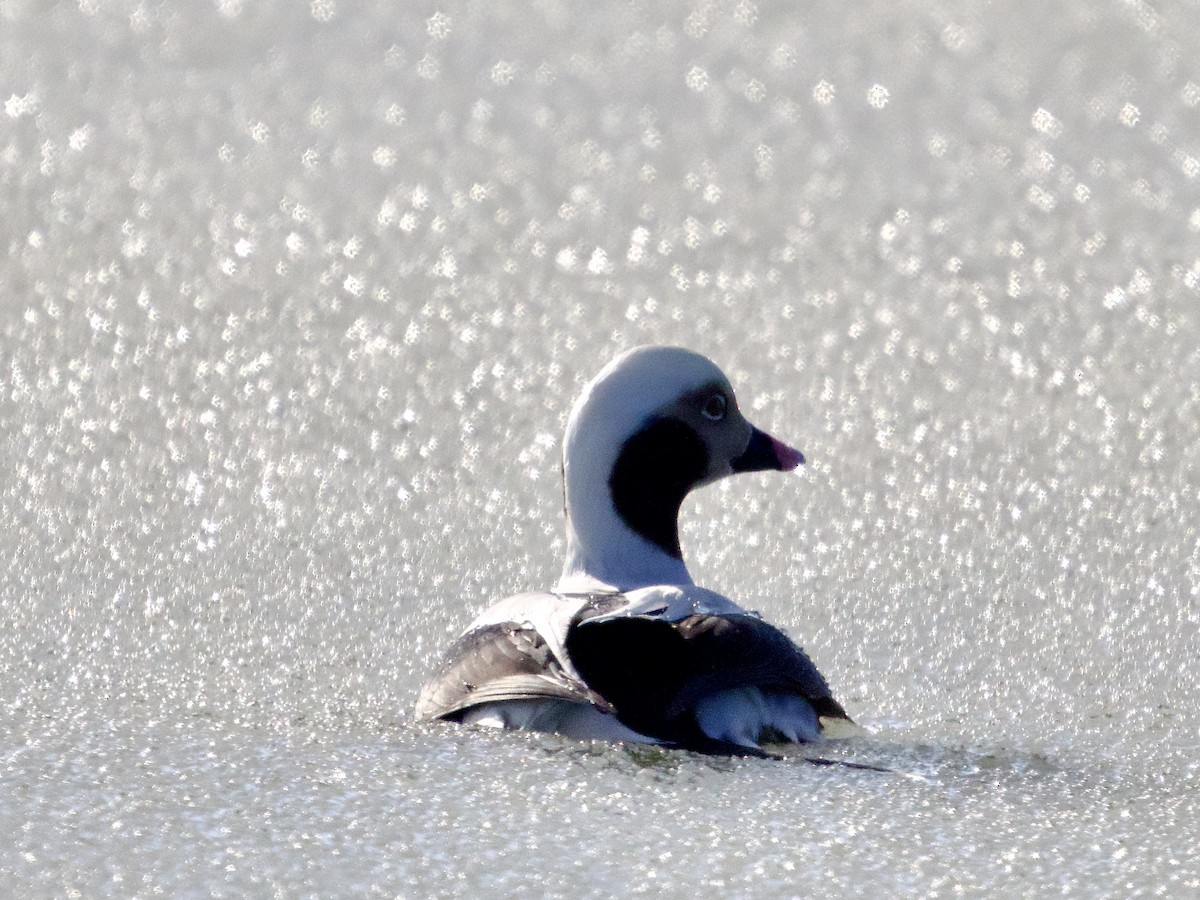 Long-tailed Duck - ML628923661