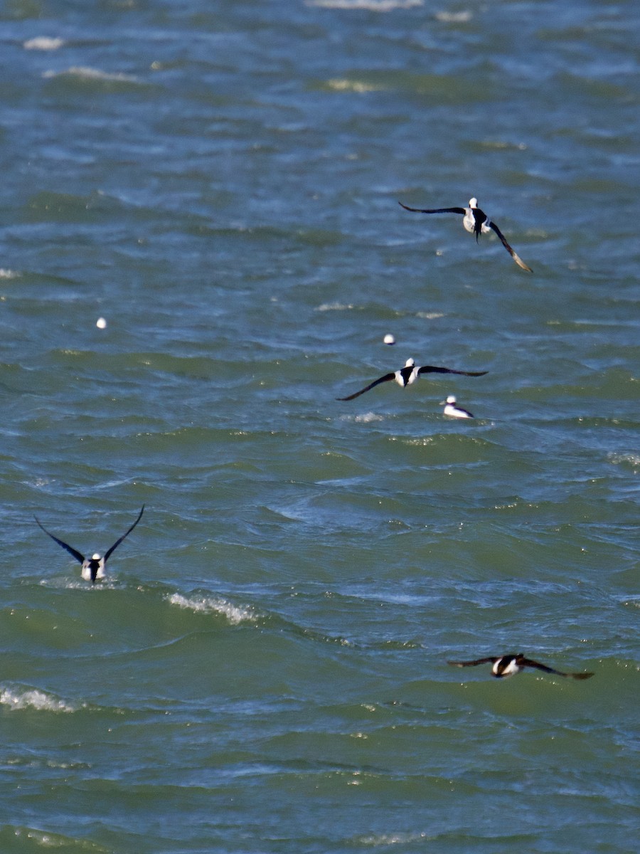 Long-tailed Duck - ML628923662