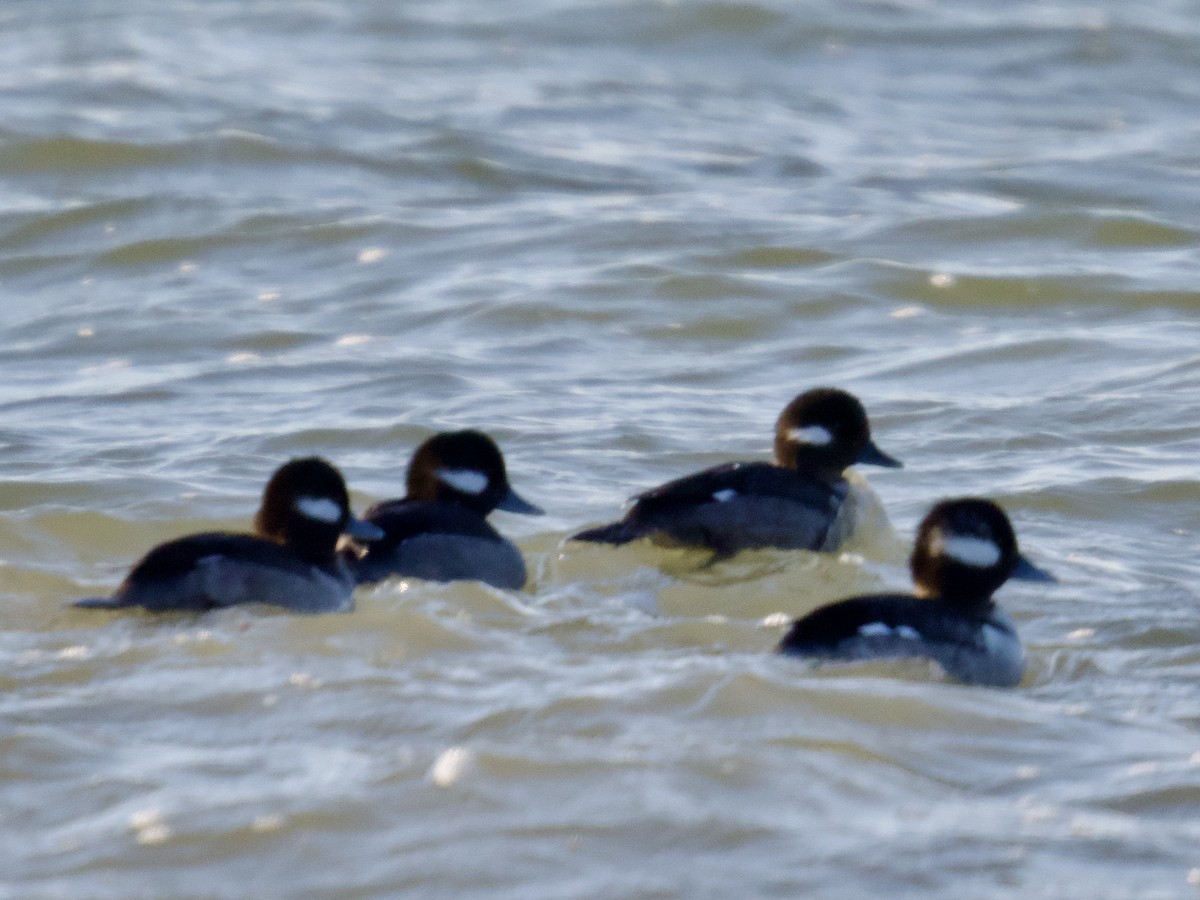 Bufflehead - ML628923693