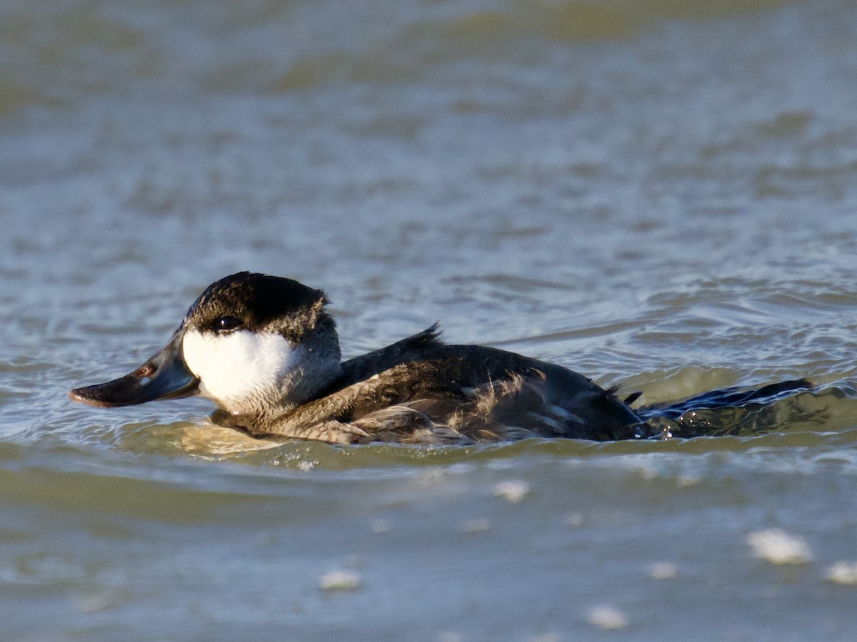 Ruddy Duck - ML628923754