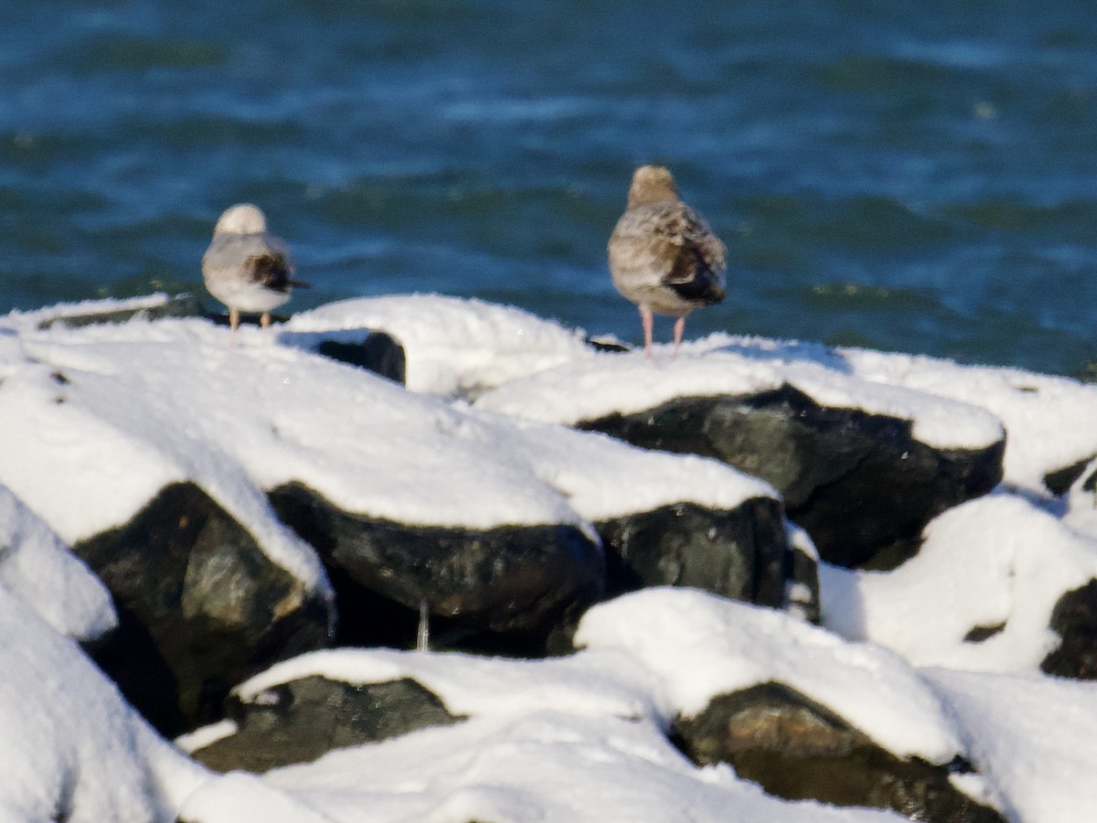 American Herring Gull - ML628923765