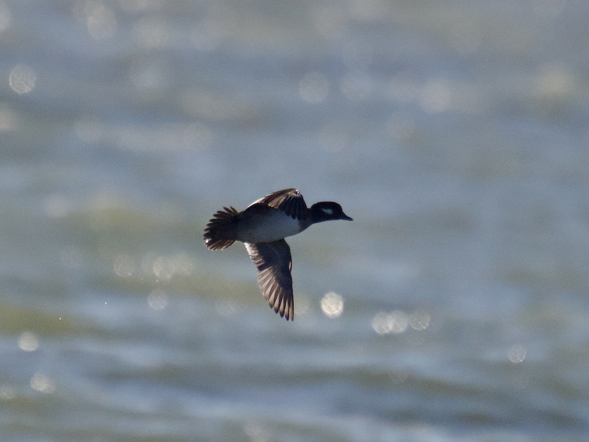 Bufflehead - ML628923816