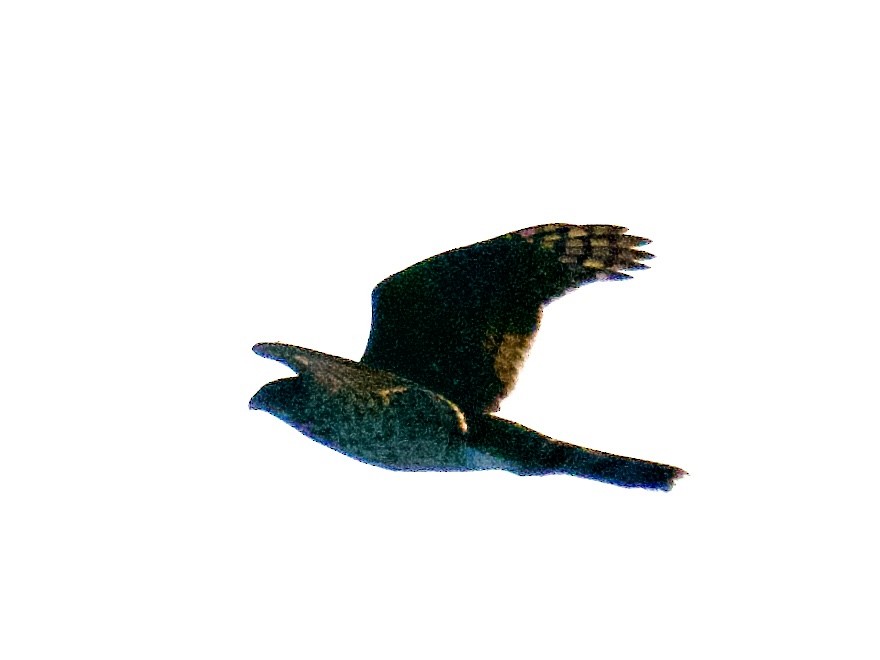 Cooper's Hawk/American Goshawk - ML628923906