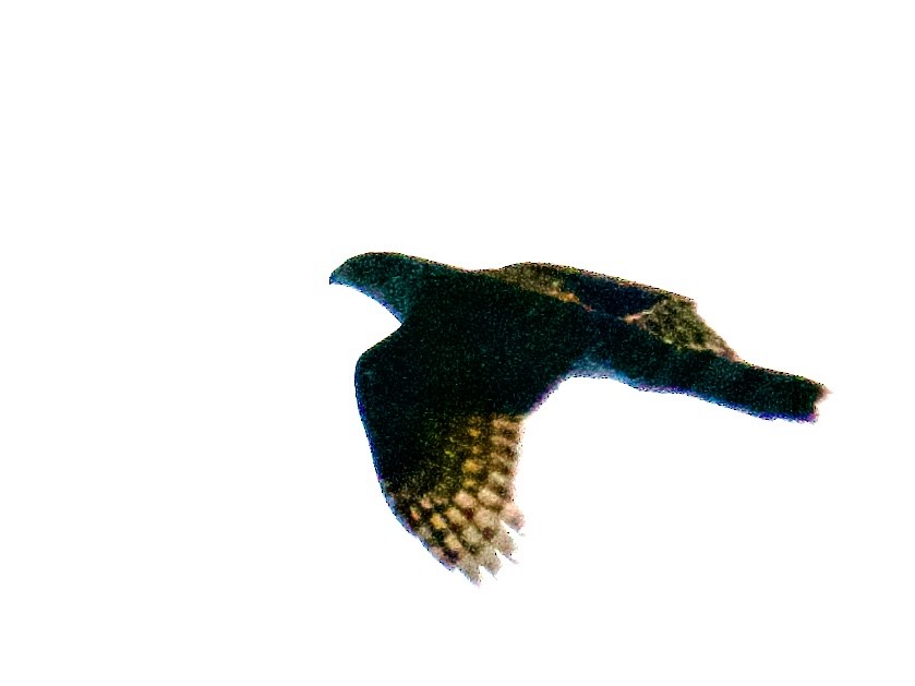 Cooper's Hawk/American Goshawk - ML628923907