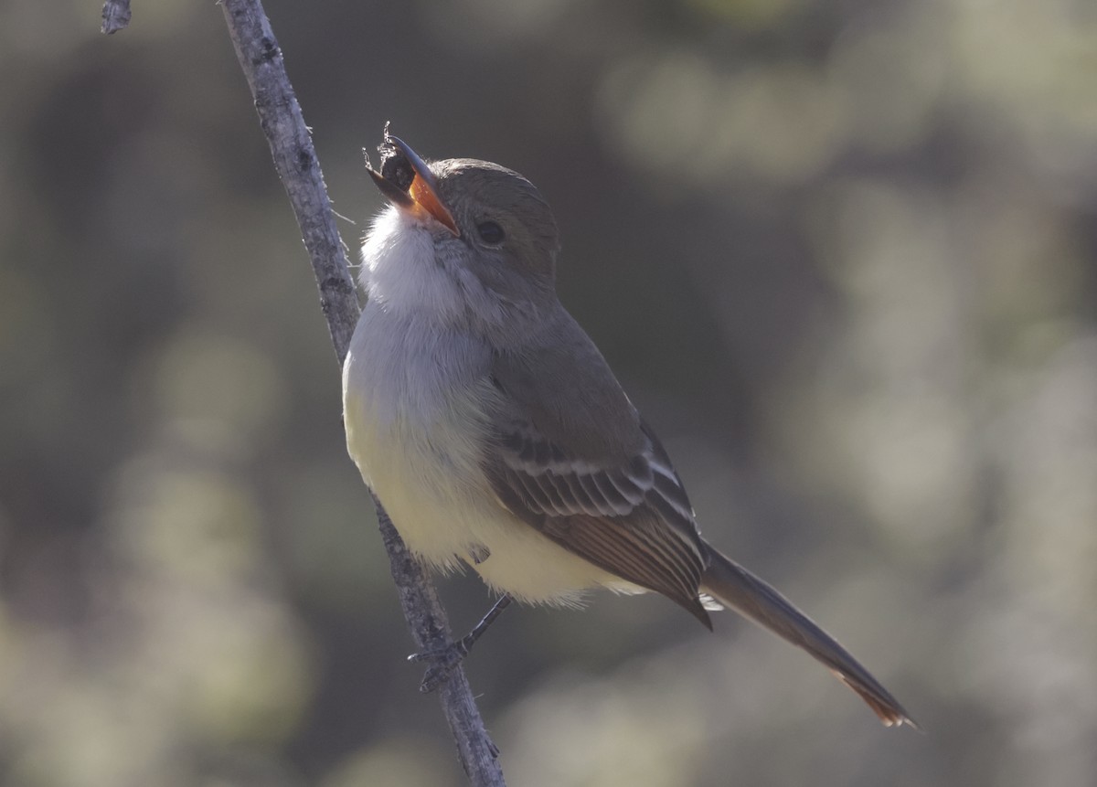 Nutting's Flycatcher - ML628924017
