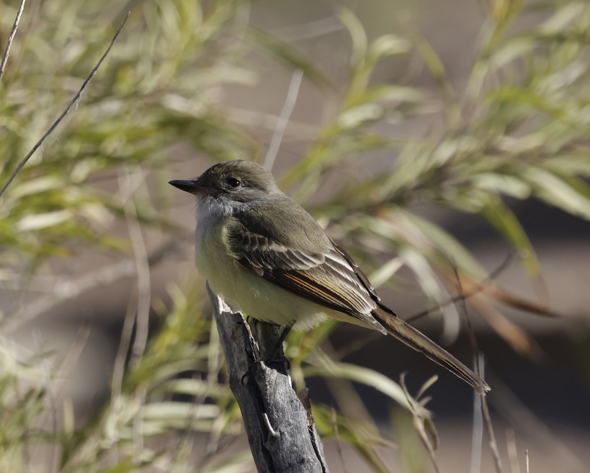 Nutting's Flycatcher - ML628924020