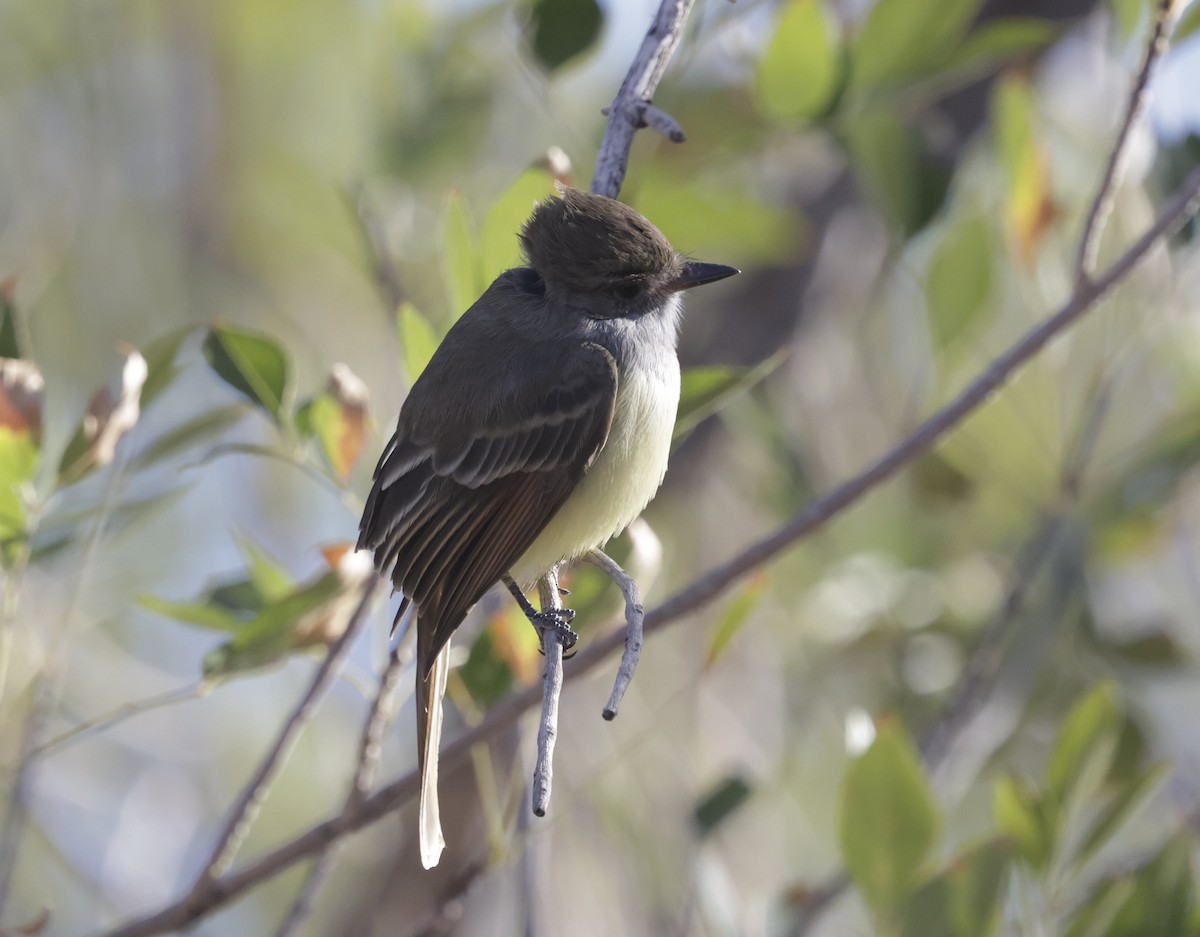 Nutting's Flycatcher - ML628924023