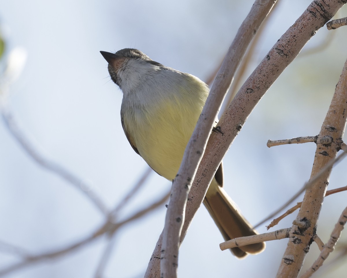 Nutting's Flycatcher - ML628924024