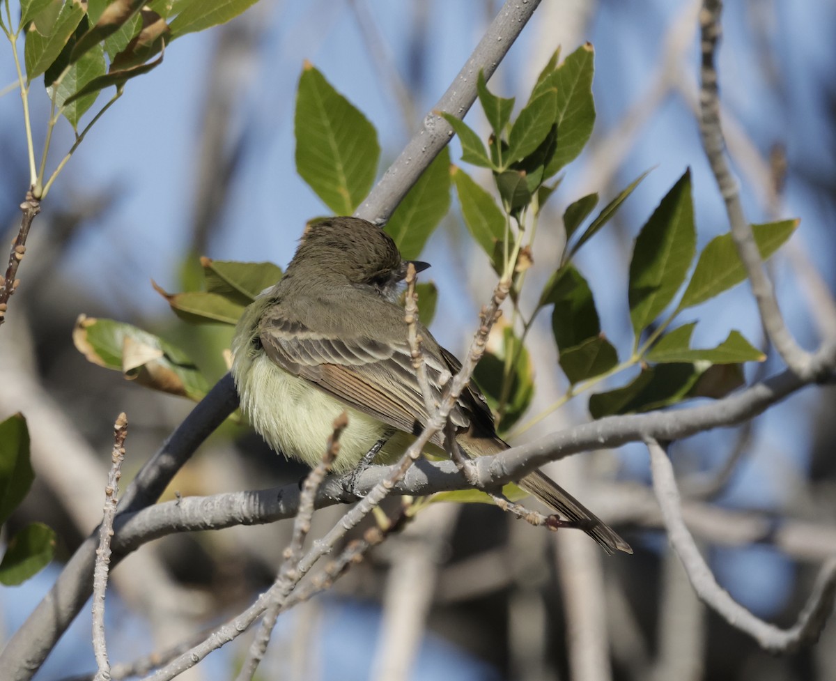 Nutting's Flycatcher - ML628924025