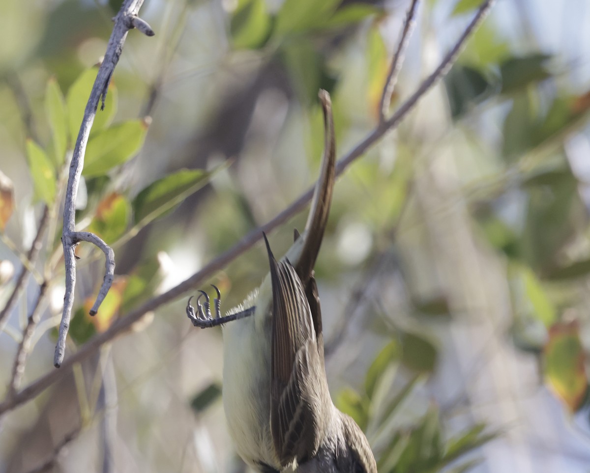 Nutting's Flycatcher - ML628924026