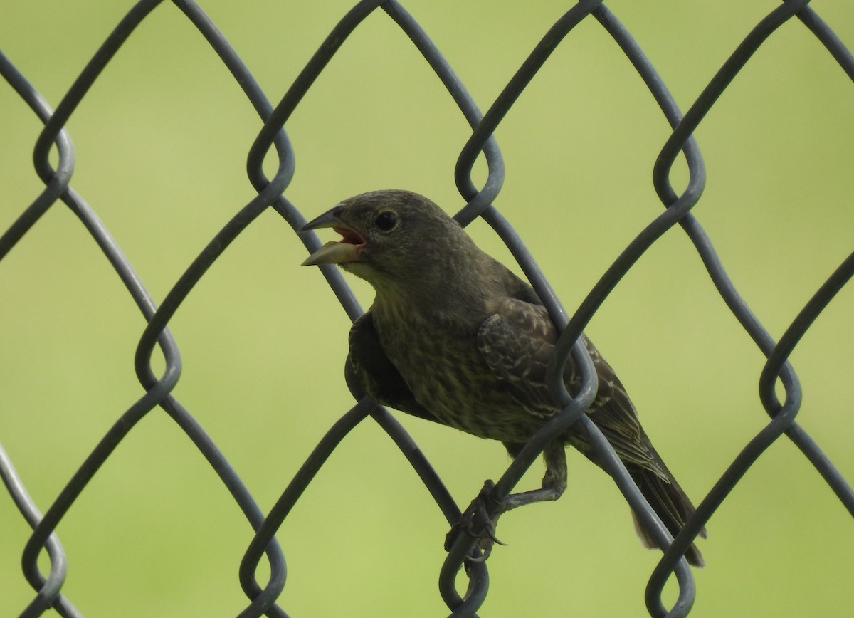 House Finch - ML62892411