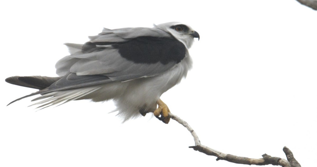 Black-shouldered Kite - ML628924175