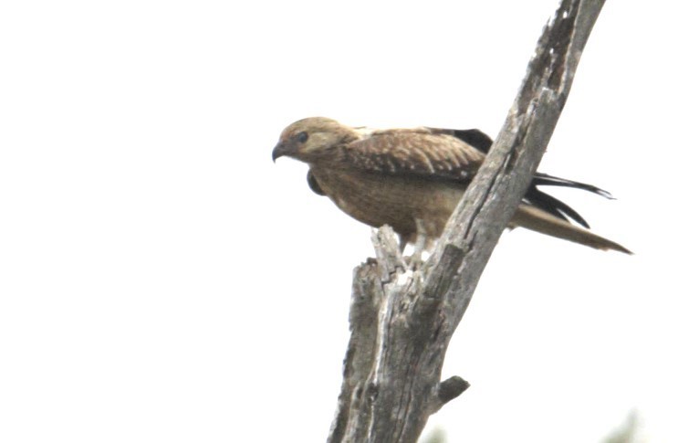 Whistling Kite - ML628924191