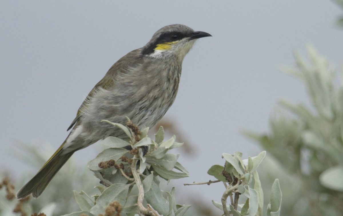 Singing Honeyeater - ML628924232