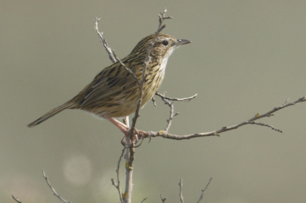 Striated Fieldwren - ML628924276