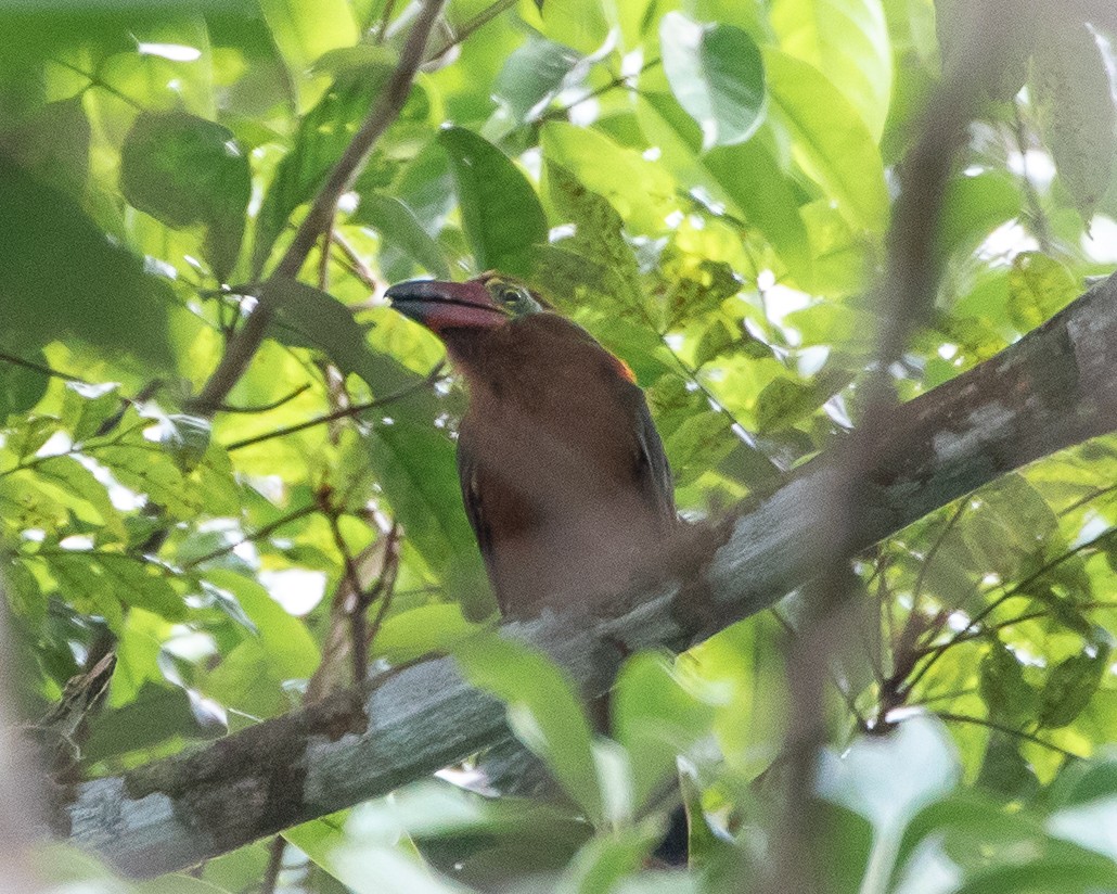 Golden-collared Toucanet - ML628924409