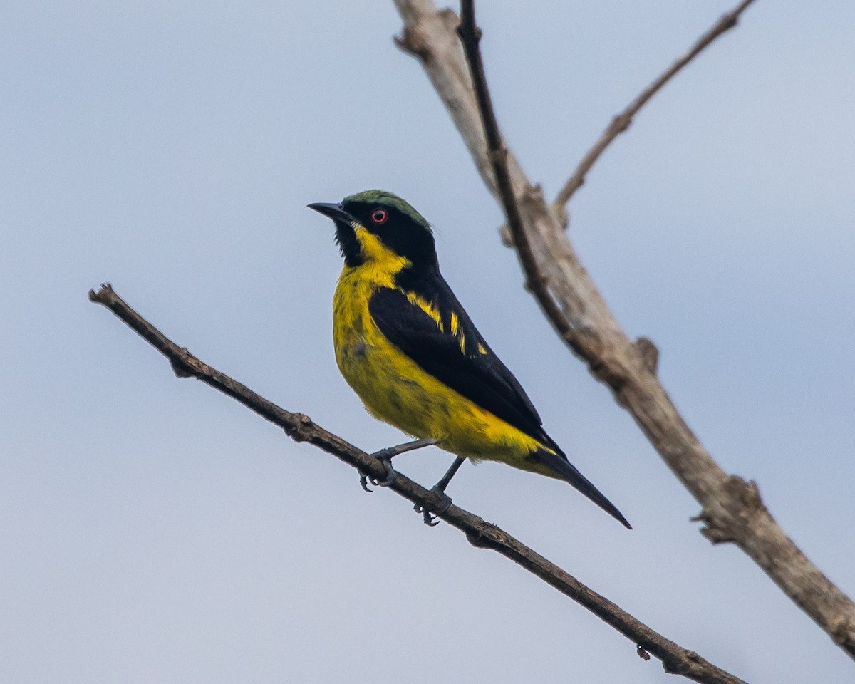 Yellow-bellied Dacnis - ML628924450