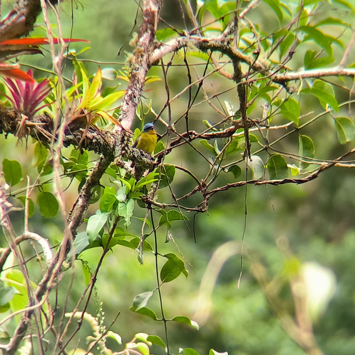 Elegant Euphonia - ML628924983