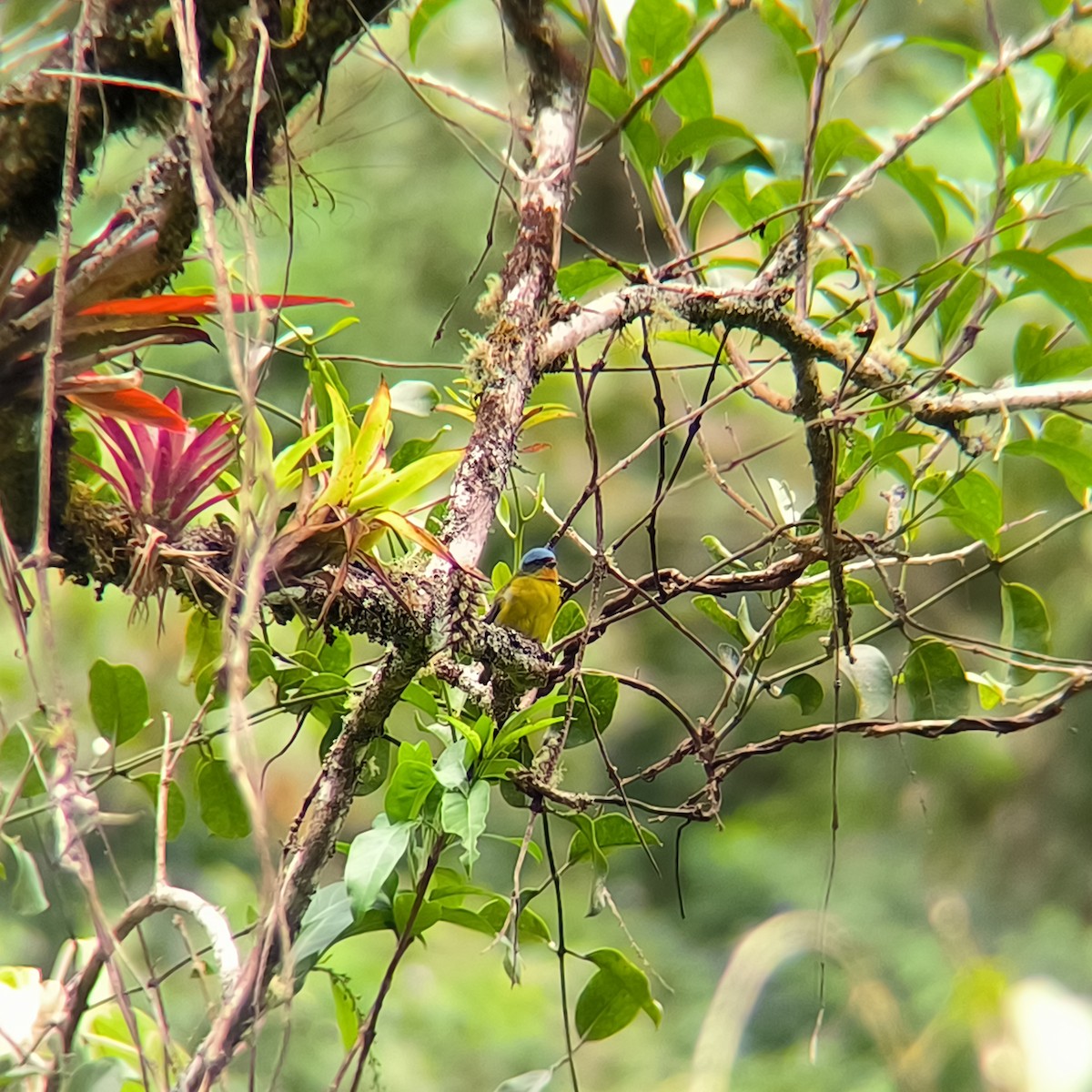 Elegant Euphonia - ML628924984