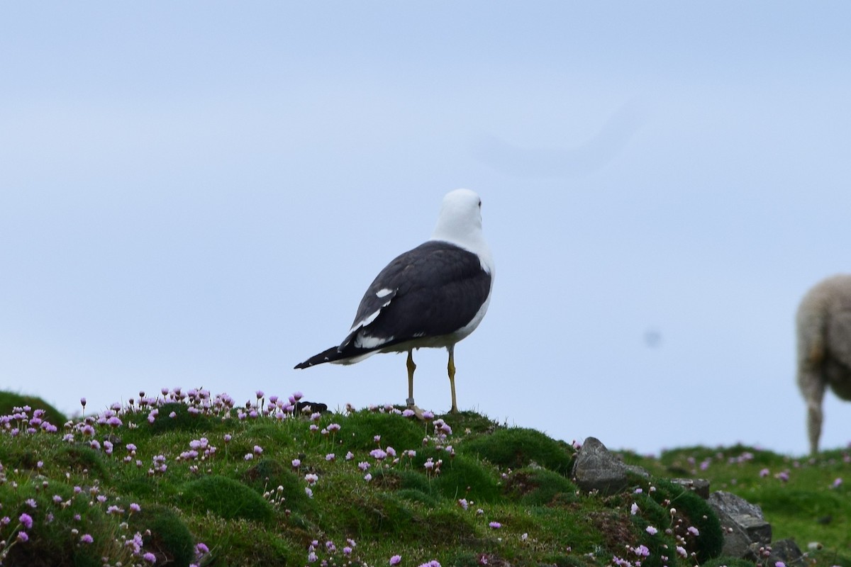 Lesser Black-backed Gull - Hadie Muller