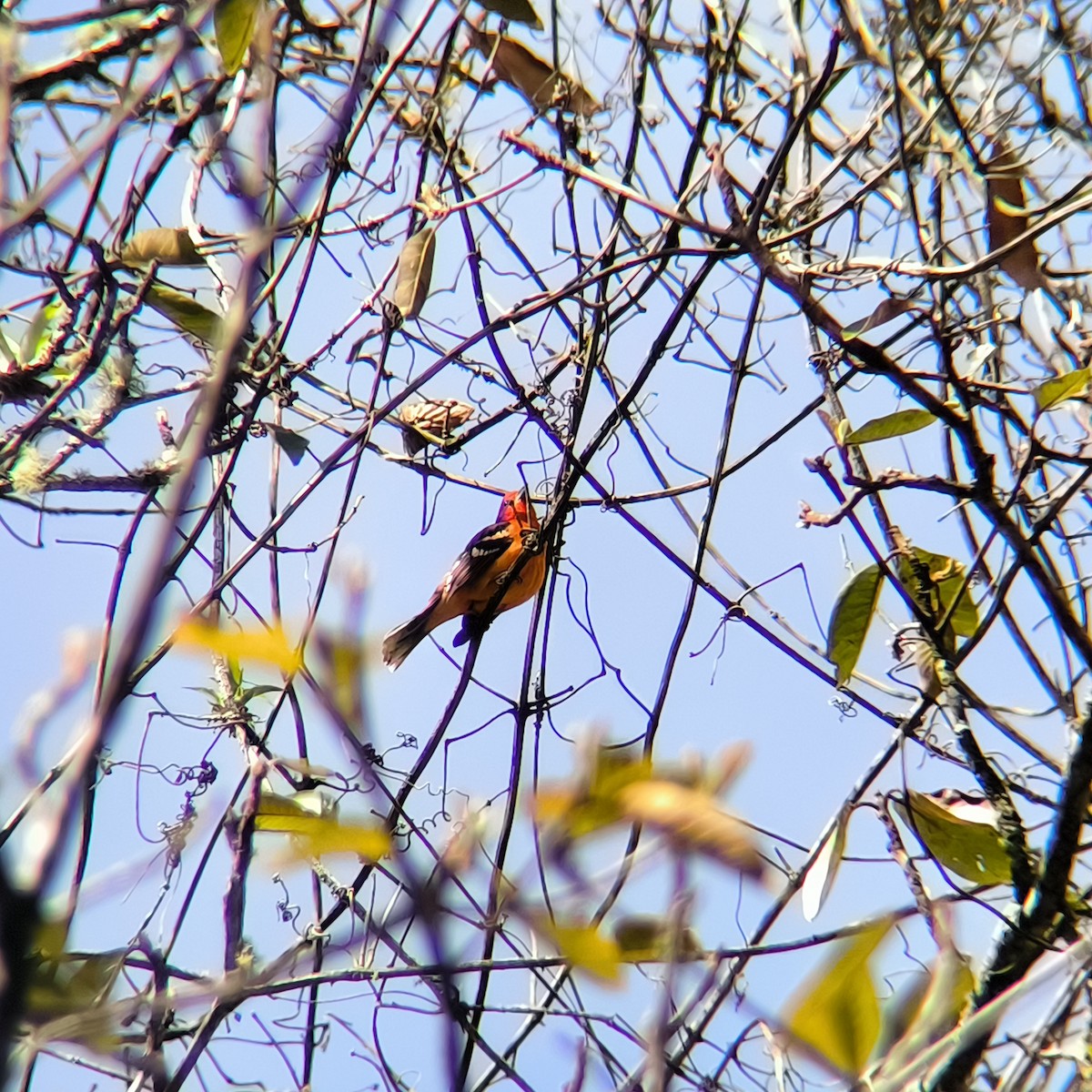 Flame-colored Tanager - ML628925293
