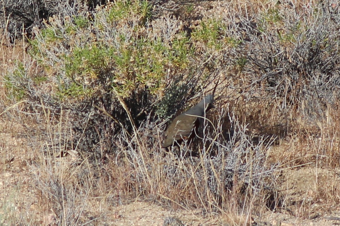 Mountain Quail - ML628925320