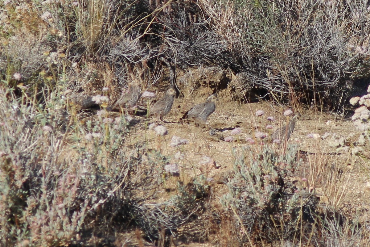 Mountain Quail - ML628925321