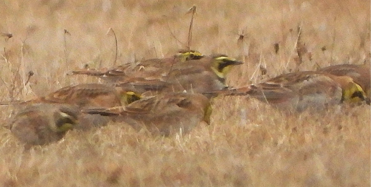 Horned Lark - ML628925327
