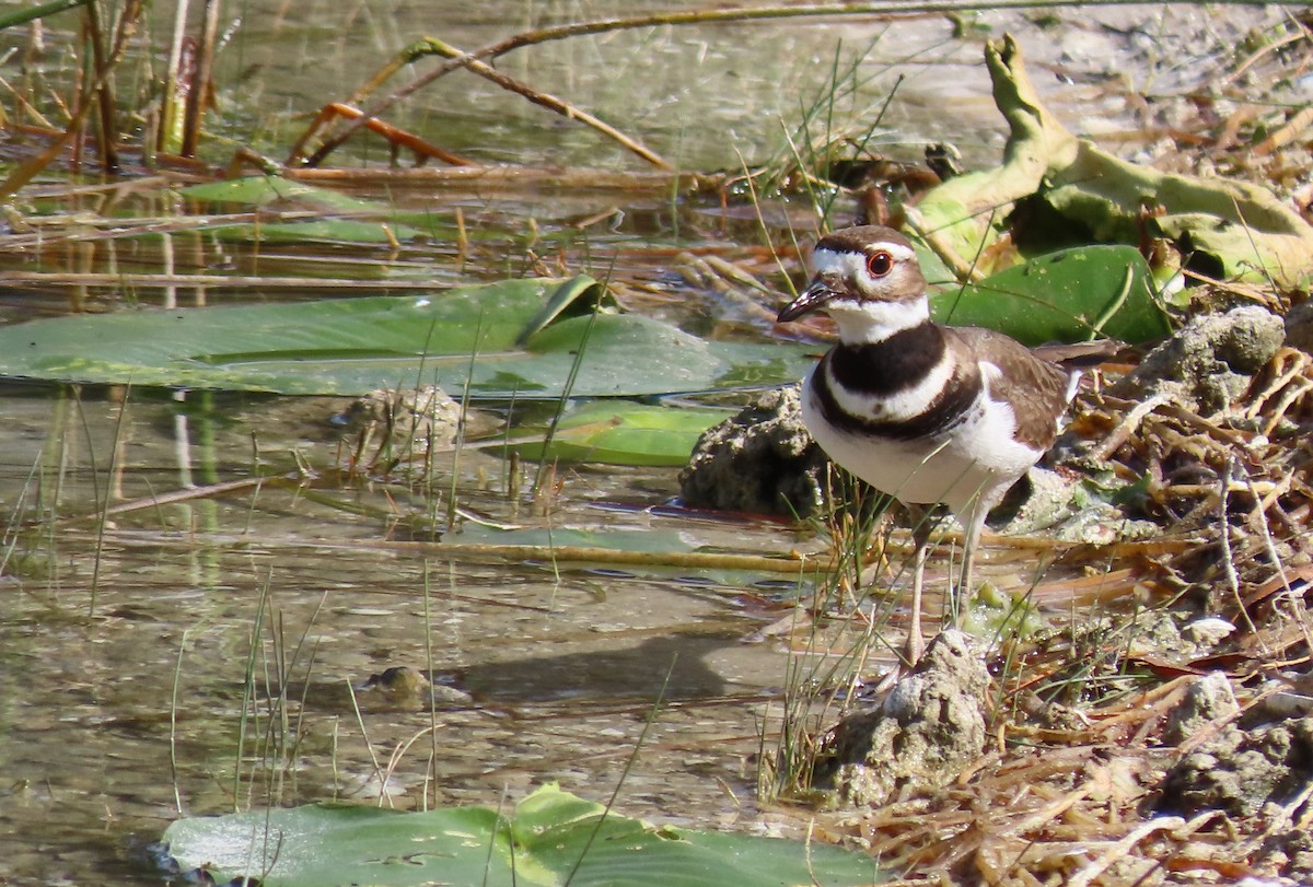 Killdeer - ML628925482