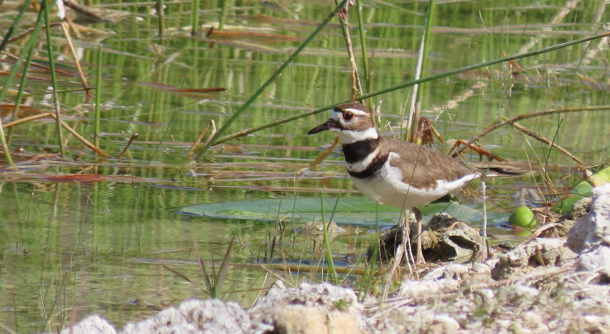 Killdeer - ML628925485