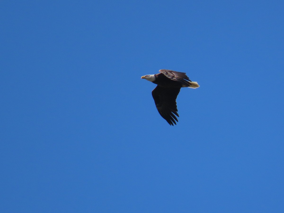 Bald Eagle - ML628925513