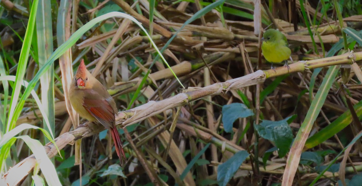 Northern Cardinal - ML628925656